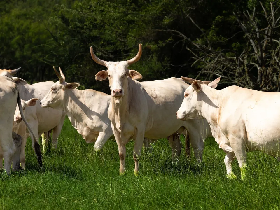 Brazos Sands Ranch | 1,136.26-Acre Luxury Ranch, Hunting & Recreational Land in Calvert, Texas