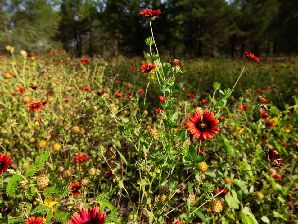 Brazos Sands Ranch | 1,136.26-Acre Luxury Ranch, Hunting & Recreational Land in Calvert, Texas