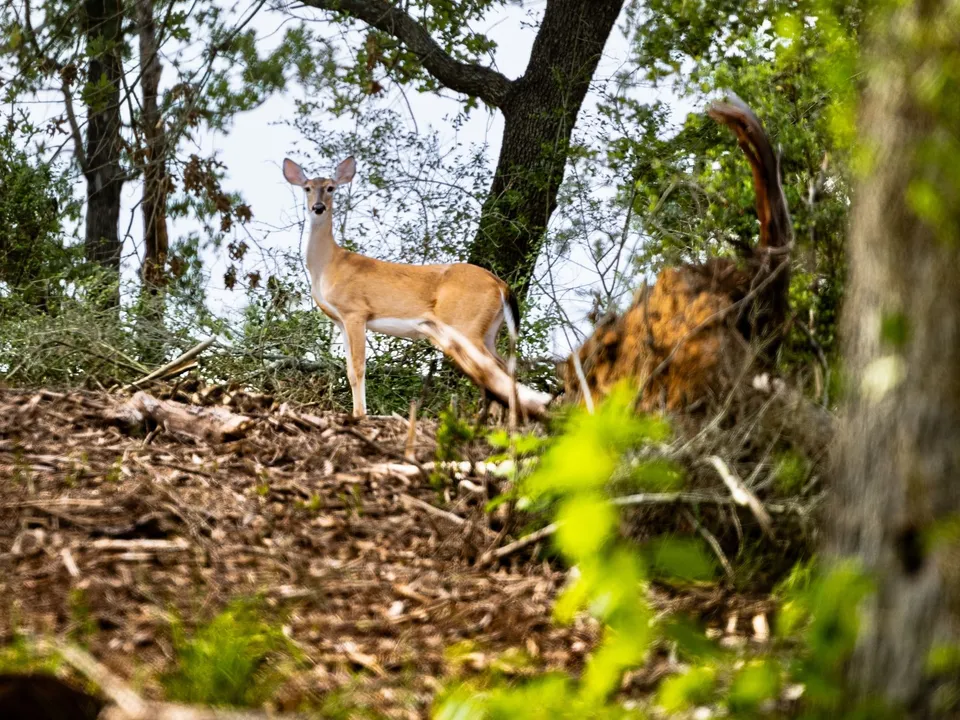 Brazos Sands Ranch | 1,136.26-Acre Luxury Ranch, Hunting & Recreational Land in Calvert, Texas