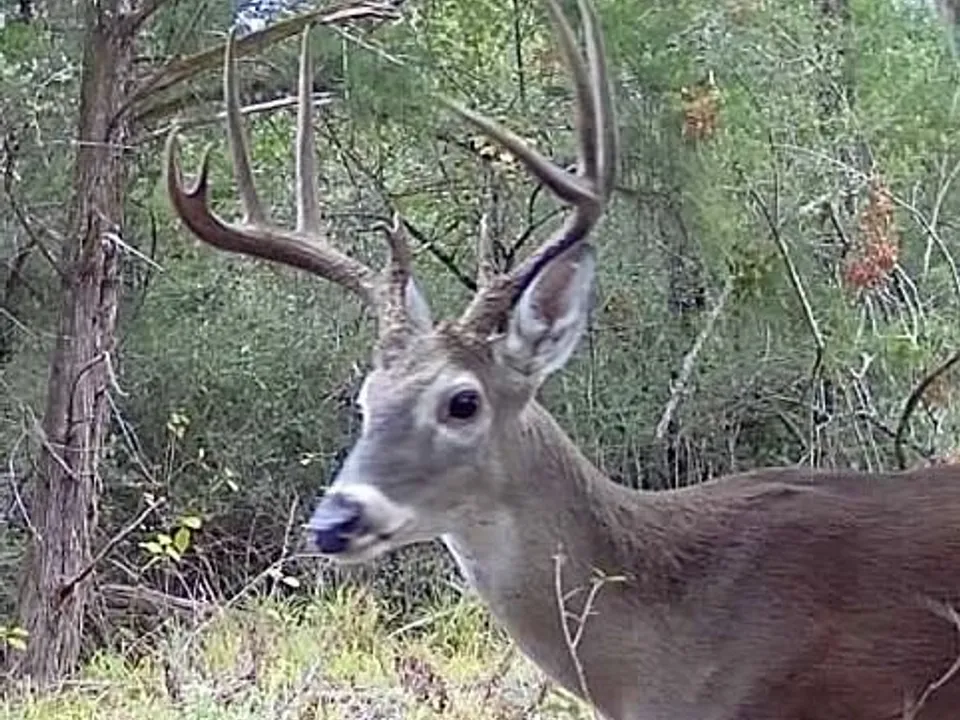 Brazos Sands Ranch | 1,136.26-Acre Luxury Ranch, Hunting & Recreational Land in Calvert, Texas