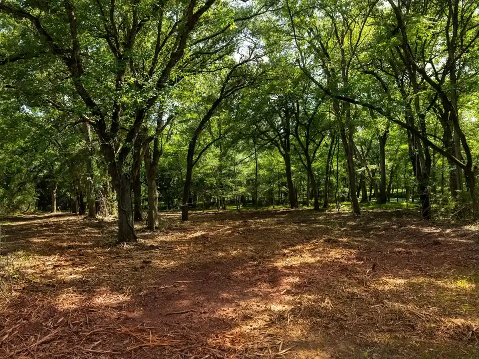 Brazos Sands Ranch | 1,136.26 Acres Ranch for Sale in Robertson County, Texas
